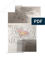 PR Anat LBM 1