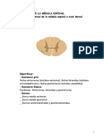 Tema 16.Px Médula Espinal PDF