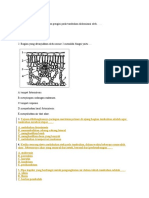 Soal Jaringan Tumbuhan