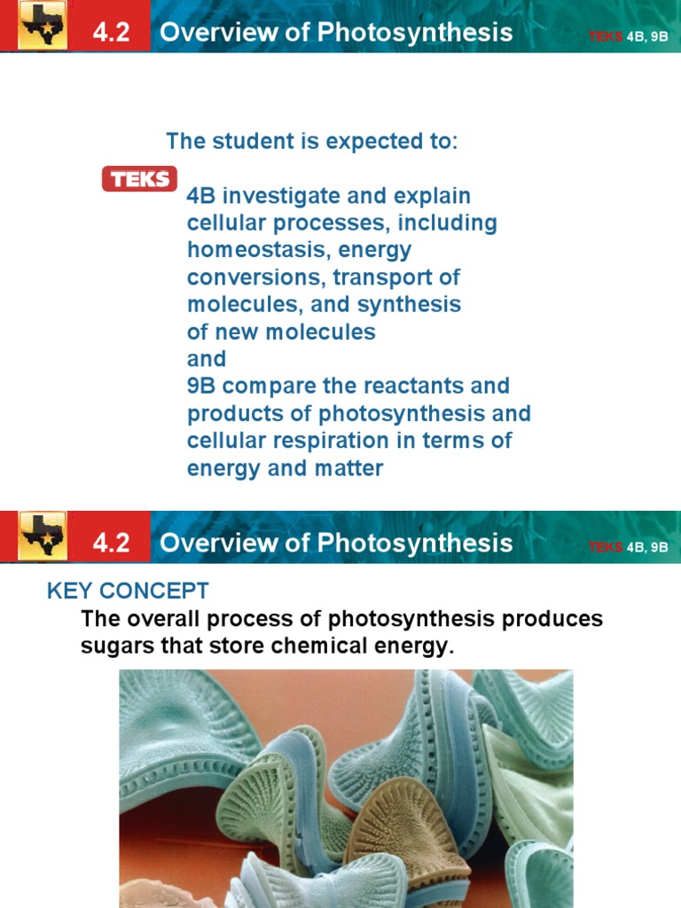 ch4 Section2 | PDF | Photosynthesis | Chloroplast