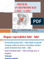 Organ Reproduksi Laki - Laki New