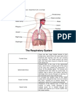 AnaPhy Respiratory System