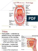 Oral Cavity and Pharynx: Anterior View: Figure 23.7b
