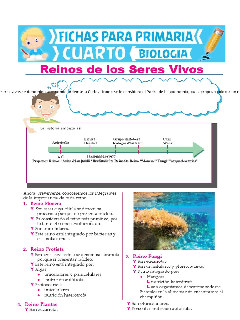 Reinos de Los Seres Vivos para Cuarto de Primaria | PDF | Plantas | Taxa
