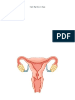 Female Reproductive Organ
