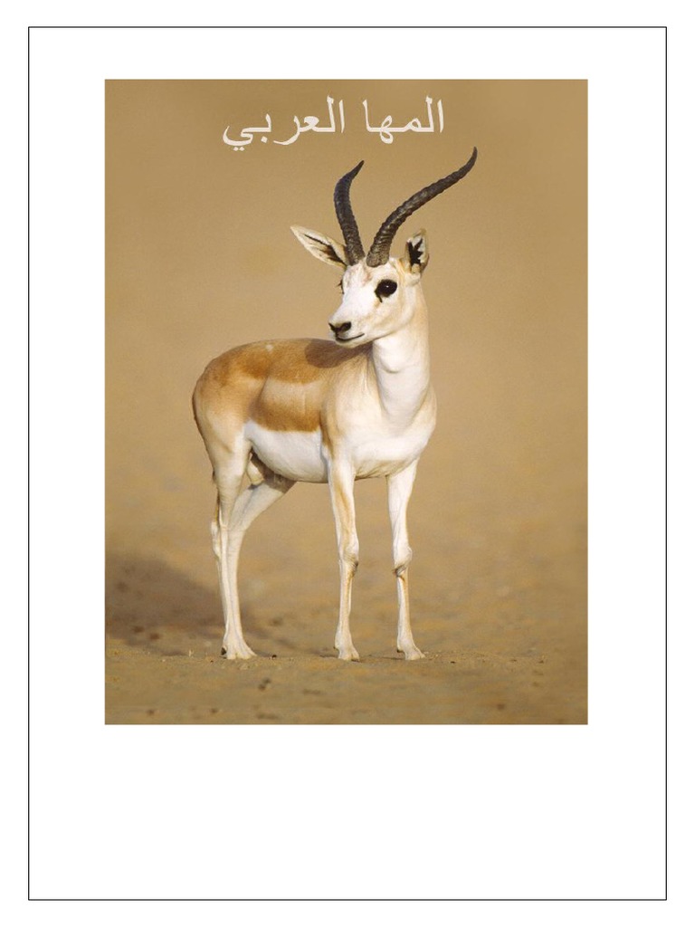 المها-العربي- | PDF