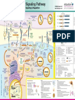 Notch Signaling Pathway Activation, Regulation & Signaling