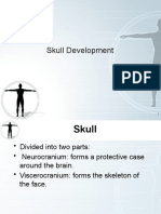 Skull Development