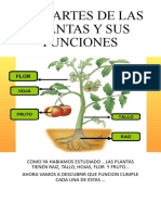 Las Partes de Las Plantas y Sus Funciones