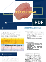 Corteza Cerebral