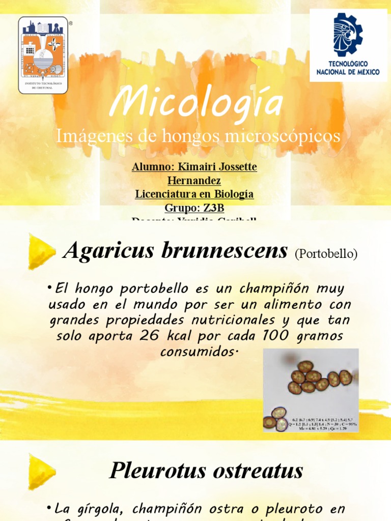Imagenes De Hongos Microscopicos Pdf Hongo Tipos De Hongos