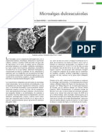 02 Microalgas.pdf