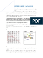 Solución Del Sistema Excretor en Humanos