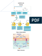 Metabolic Pathways.docx