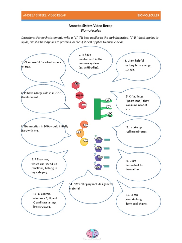 Amoeba Sisters Video Recap | PDF | Biomolecules | Nucleic Acids