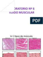 Laboratorio 6 Musculo