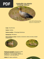 Canquén Colorado