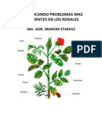 Identificando Problemas Mas Frecuentes en Los Rosales PDF