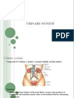 Urinary System