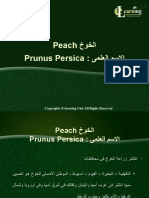 خوخلا Peach: ىملعلا مسلاا Prunus Persica