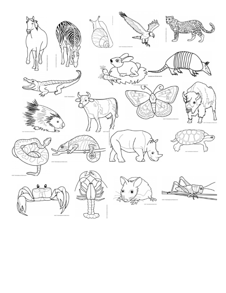 gambar haiwan outline