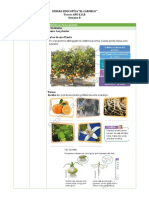 Semana 8 Plantas PDF