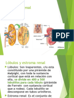 Anatomía Histología y Embriología Renal