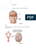 Accidente cerebrovascular Círculo de Willis.docx