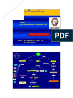 Aminoacidos Aplicados A Alimentacion de Cuyes PDF