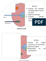 Nucleus 4. Controls Cell Activities Including Repair of Worn-Out Parts 5. Keeps The Cell Alive 6. Contains Genetic Material Called Chromosomes