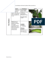Características Morfológicas Del Fruto de Plátano