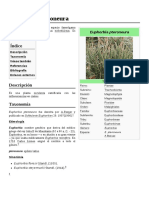 Euphorbia Pteroneura PDF