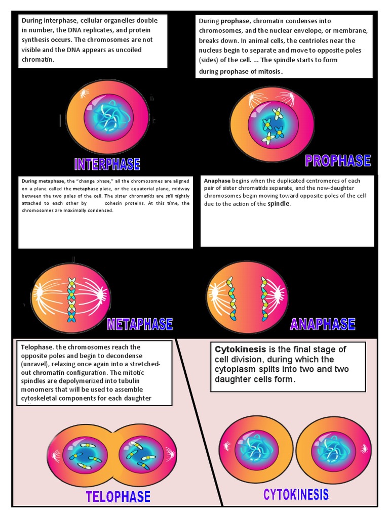 Stages of Mitosis | PDF