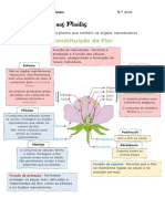 Ciências Naturais- A flor e sua função de reprodução