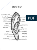 Ear anatomy.pdf