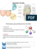 Glándula Tiroide y Paratiroides