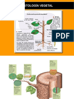 Clase 7 Histologia Vegetal - PPSX