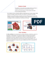 Cavidades Cardiaca - Anatomí