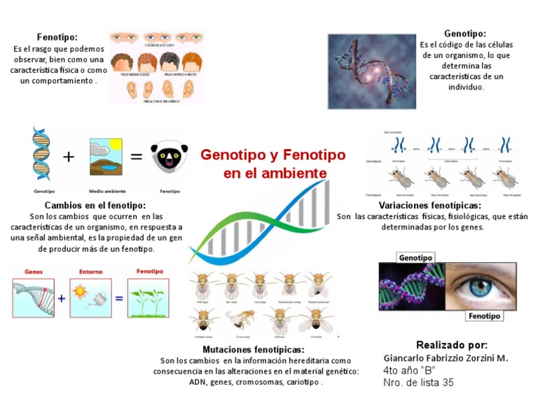 Diferencia Entre Genotipo Y Fenotipo