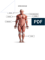 Sistema Muscular