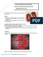 Anexo 1 - Disseção do rim.pdf