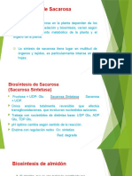 Biosíntesis de Sacarosa.pptx