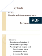 PY 10.3: Describe and Discuss Sensory Tracts