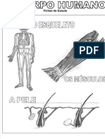 Esqueleto Humano 206 Ossos