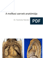 A_mellkasi_szervek_anatomiaja_Dr_Faluhelyi_Nandor