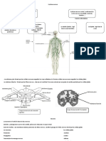 Système Nerveux