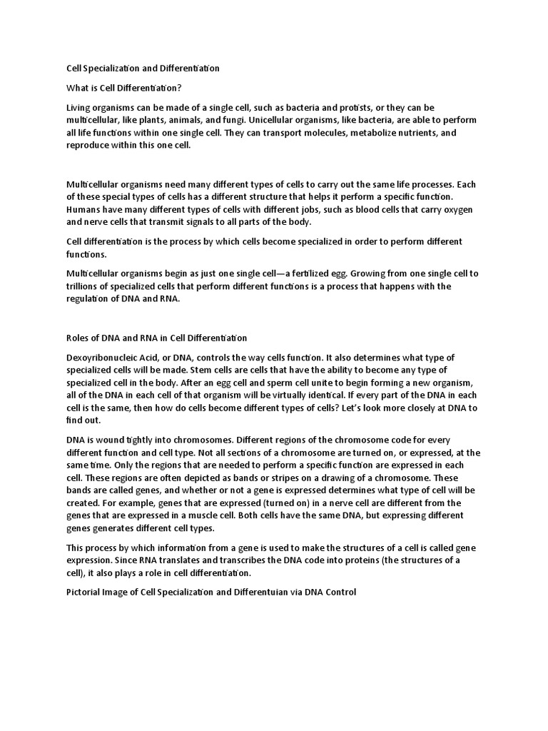 Understanding Cell Specialization Process | PDF | Gene Expression ...