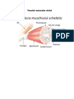 fibra musculara striata