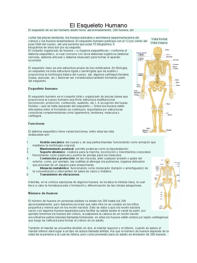 El Esqueleto Humano Pdf Esqueleto Hueso