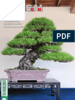 Bonsai Pasion 81